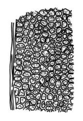 Fissidens  megalotis subsp. megalotis, laminal cells, margin of dorsal lamina. Drawn from J.E. Beever 34-05, CHR 535753.
 Image: R.C. Wagstaff © Landcare Research 2014 